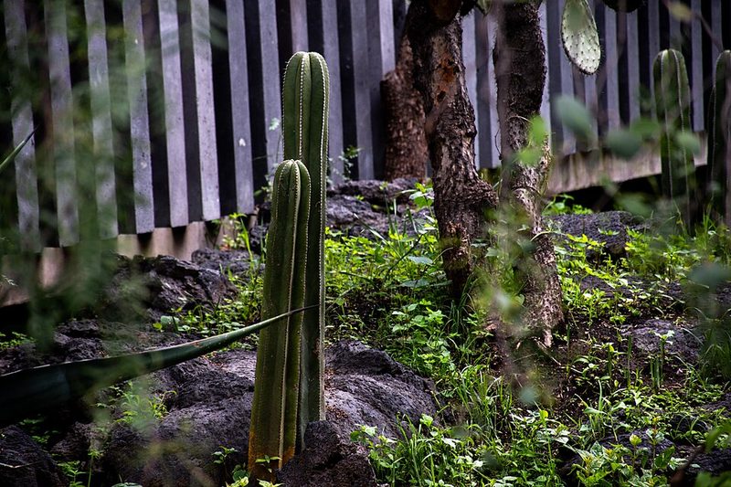 Volcanic stone architecture of the Anahuacalli Museum ecological space designed by Diego Rivera