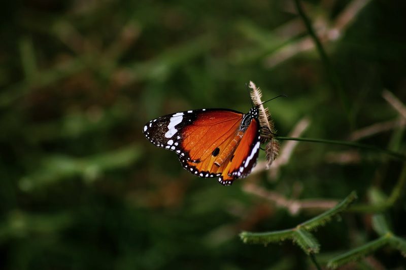 Detailed macro shot of a monarch butterfly resting on a twig showing vibrant orange and black wing pattern