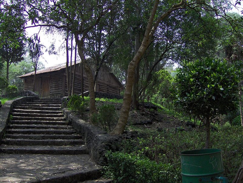 Shaded pathways through the Bosque de Tlalpan forest park in southern Mexico City
