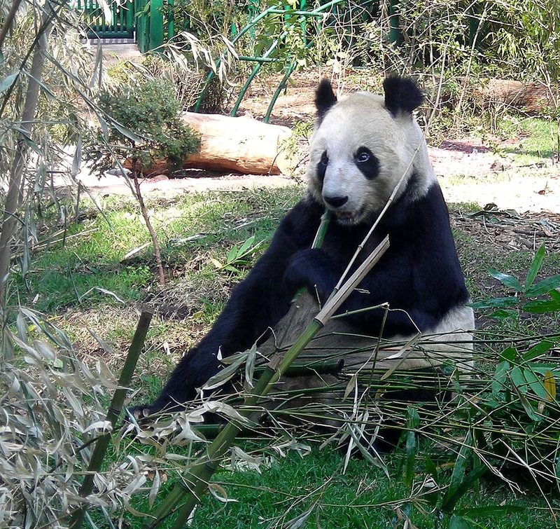 Giant panda sitting and eating bamboo at the Chapultepec Zoo in Mexico City