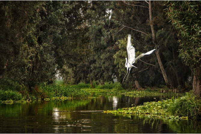 3 Hours of Kayaking at the Ancient Canals of Xochimilco - Small canals, birdlife, and chinampa farms