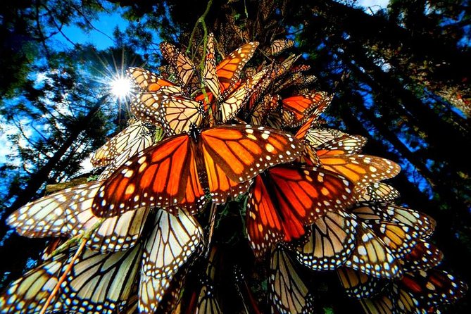 7 Day-Monarch Butterfly Ecofriendly Tour in Mexico - Why the Monarchs Are Worth the Long Ride