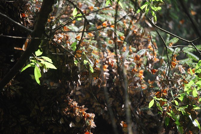 7 Day-Monarch Butterfly Ecofriendly Tour in Mexico - Day Five Lets You Shape Valle de Bravo