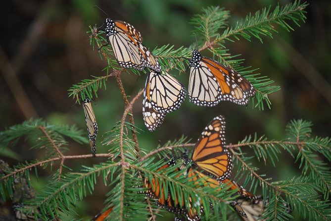 7 Day-Monarch Butterfly Ecofriendly Tour in Mexico - Day Six Returns to Mexico City