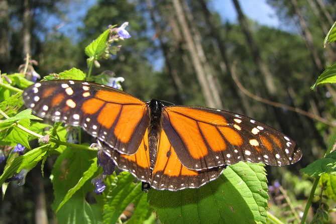 7 Day-Monarch Butterfly Ecofriendly Tour in Mexico - Day Seven Keeps the Airport Transfer Simple