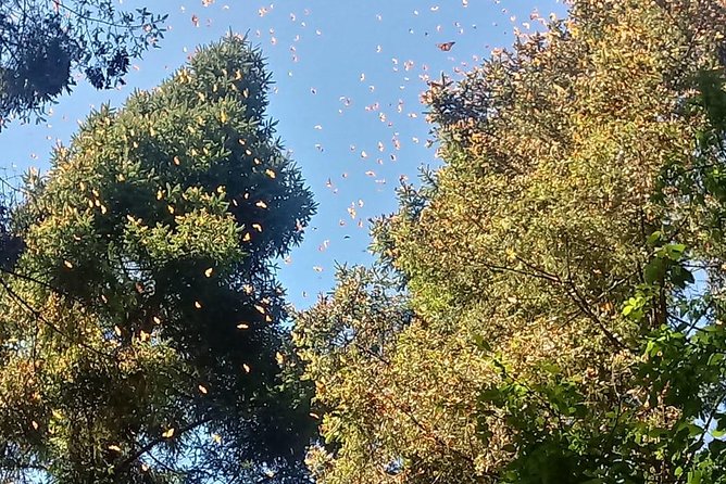 7 Day-Monarch Butterfly Ecofriendly Tour in Mexico - Guides Can Shape the Whole Week