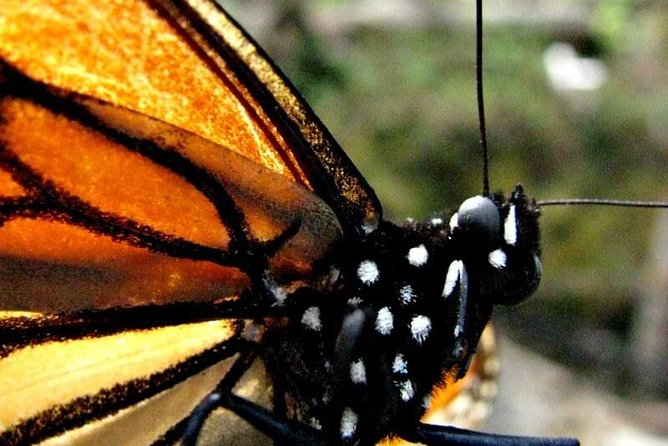 7 Day-Monarch Butterfly Ecofriendly Tour in Mexico - Day Two Pairs the Anthropology Museum With Valle de Bravo