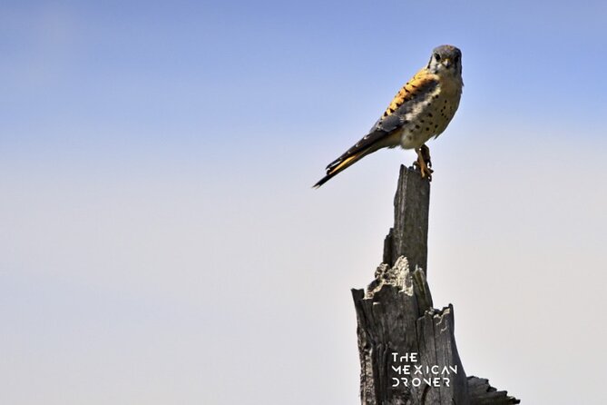 Ajusco Sunrise Hike with Drone photos-highest sunrise in CDMX - Is $110 a fair price for six hours?