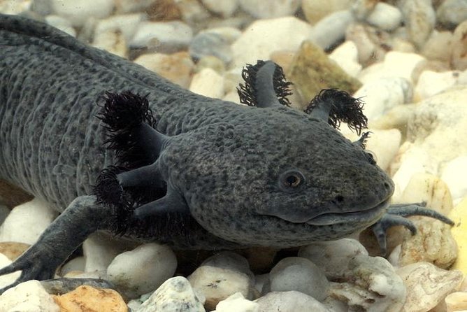 Axolotl Tour from CDMX - Key points to know before you book