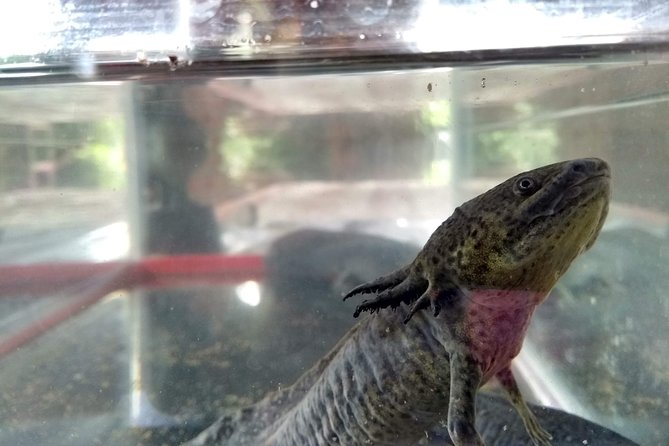Axolotl Tour from CDMX - Why axolotls make this Mexico City day trip special