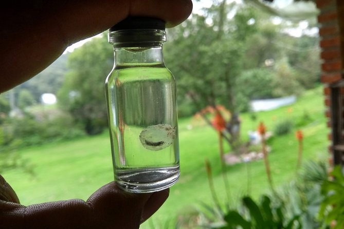 Axolotl Tour from CDMX - Rabbits, guinea pigs, and a miniature donkey