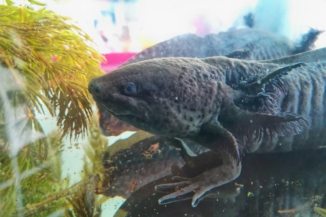 Axolotl Tour from CDMX - A generous breakfast with local ingredients