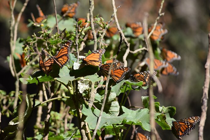 Butterfly Monarch Tour from Mexico City - Key points to know before you book