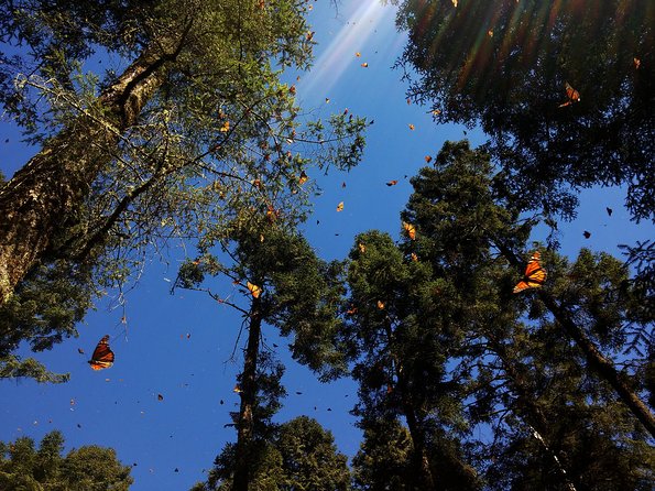 Butterfly Monarch Tour from Mexico City - Why the monarchs make this long day worthwhile