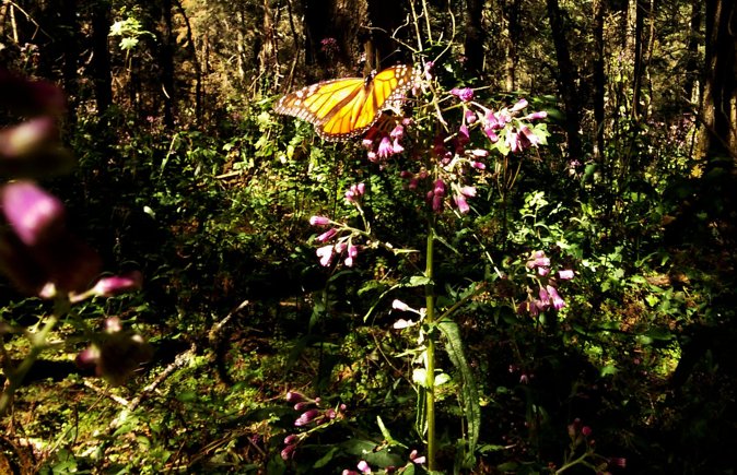 Butterfly Monarch Tour from Mexico City - What you may see in the butterfly forest