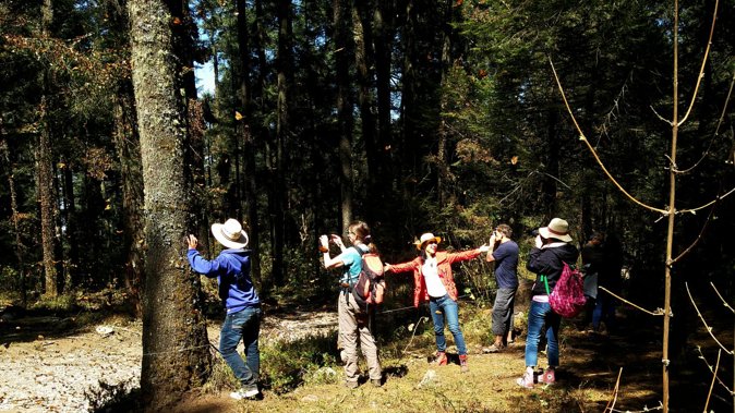 Butterfly Monarch Tour from Mexico City - The return journey and the real value of $250