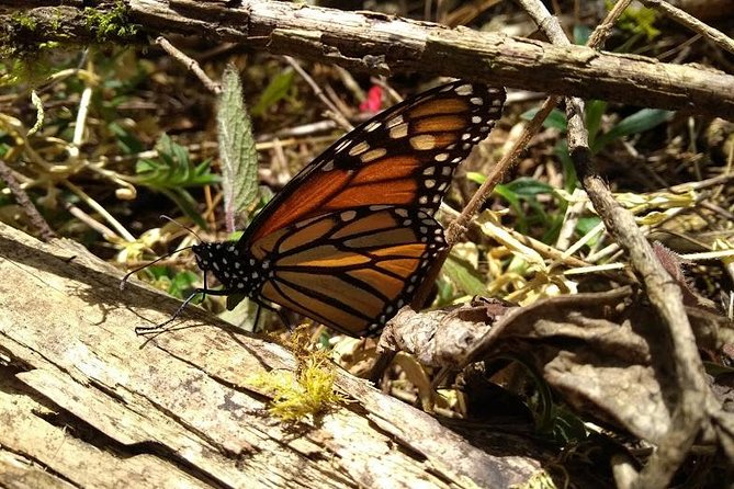 Butterfly Monarch Tour from Mexico City - Reaching Sierra Chincua on foot or horseback