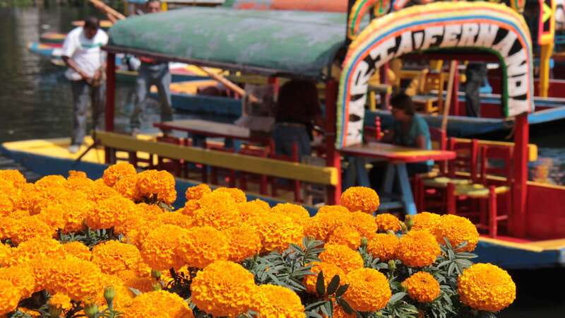 Discover Xochimilco and Coyoacán: Tradition, Music, Culture - Mariachi, snacks, and the real cost of the boat ride
