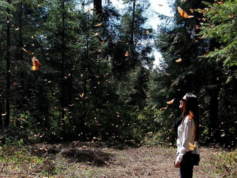 From Mexico City: 7-Day Monarch Butterfly Tour - Key points at a glance