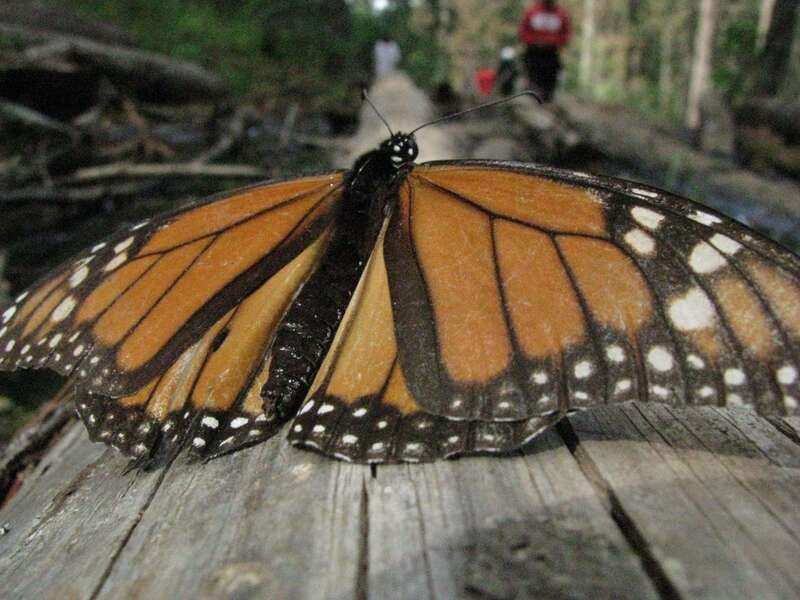 From Mexico City: 7-Day Monarch Butterfly Tour - Day 3: Riding toward Piedra Herrada