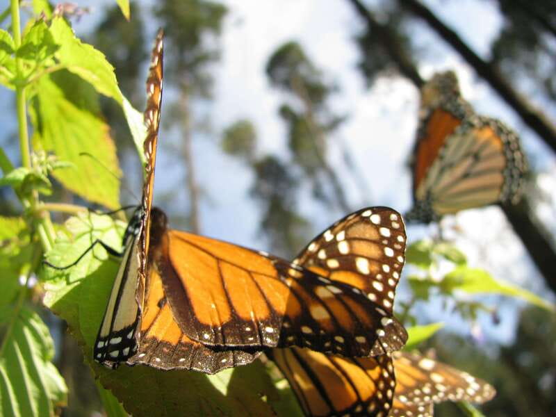 From Mexico City: 7-Day Monarch Butterfly Tour - Day 6: Back to Mexico City