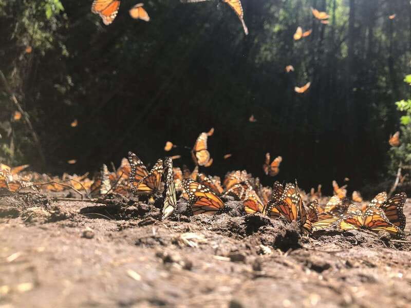 From Mexico City: 7-Day Monarch Butterfly Tour - Day 7: An easy airport departure