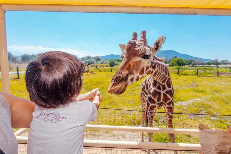 From Mexico City: Teotihuacan Tour & Reino Animal For Kids - Who should book this experience