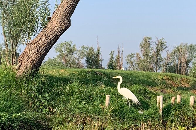 Kayak tour in Xochimilco - Crossing the original Island of the Dolls