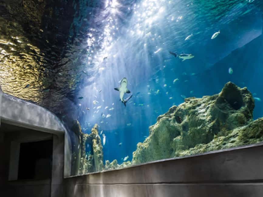 Mexico City: Entry Ticket to Acuario Michin - Key points to know before you go