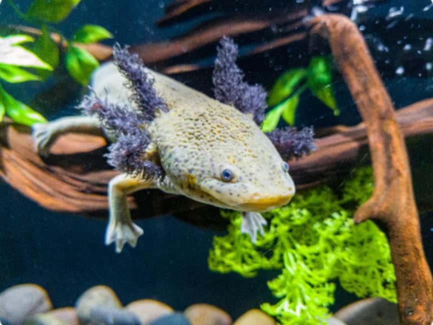 Mexico City: Entry Ticket to Acuario Michin - Starting at Parque Tepeyac