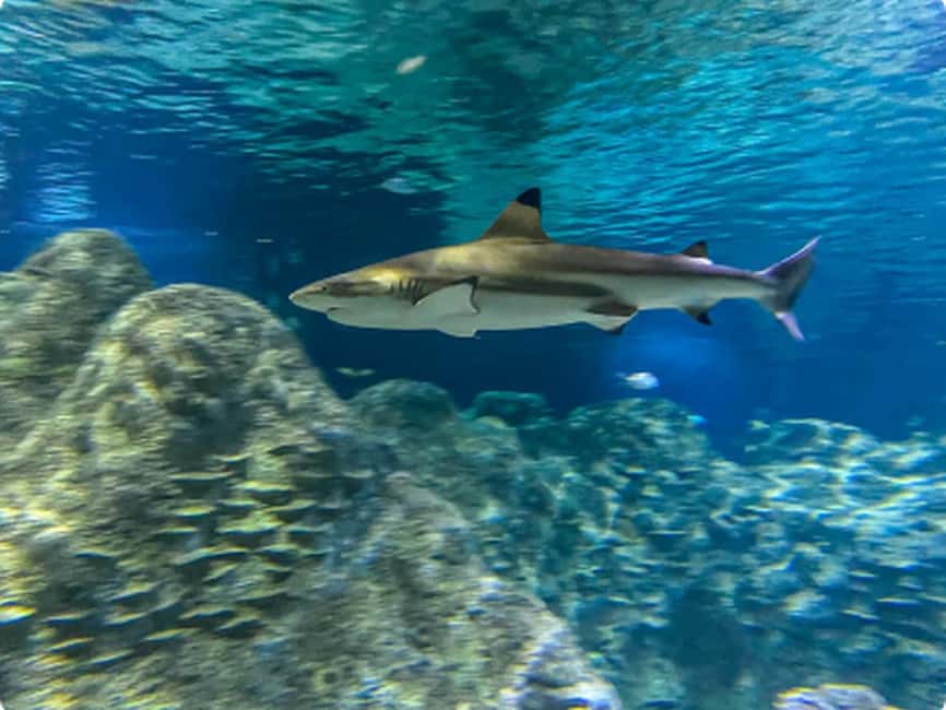 Mexico City: Entry Ticket to Acuario Michin - Why families may want the entire day