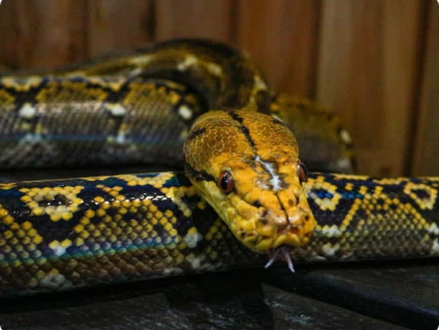 Mexico City: Entry Ticket to Acuario Michin - Michin Extremo and the clothing rules
