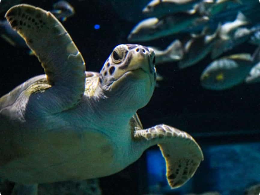 Mexico City: Entry Ticket to Acuario Michin - Mexican species and the meaning of their habitats