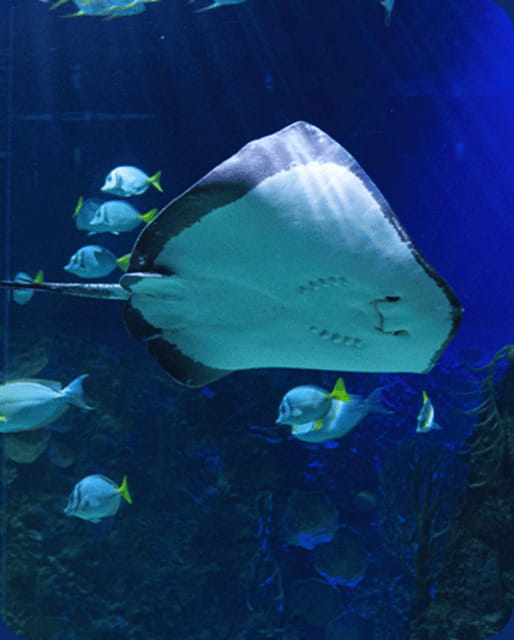 Mexico City: Fast Pass Ticket to Acuarium Inbursa - What your $19 Acuario Inbursa ticket covers