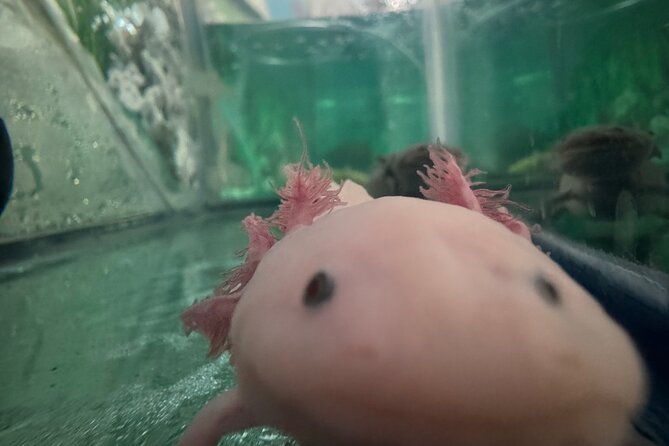 Mexico City Get to know Xochimilco and the axolotl sanctuary - Second 40 minutes: Ajolotario El Carrizal