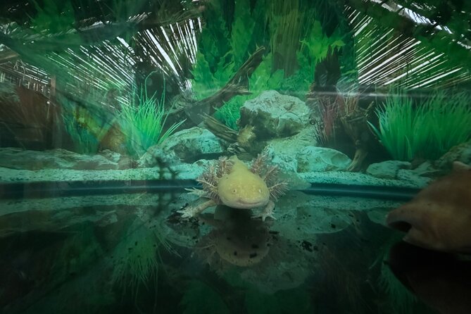 Mexico City Get to know Xochimilco and the axolotl sanctuary - Alan’s stories and the small-group advantage