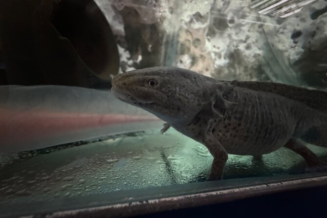 Mexico City Get to know Xochimilco and the axolotl sanctuary - Who should book this experience