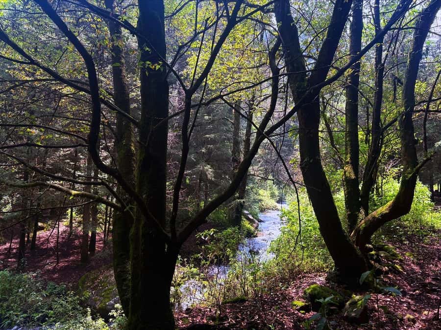 Mexico City: Guided Hike in the Dinamos Forest - Oyamel trees, plants, color, and mountain air
