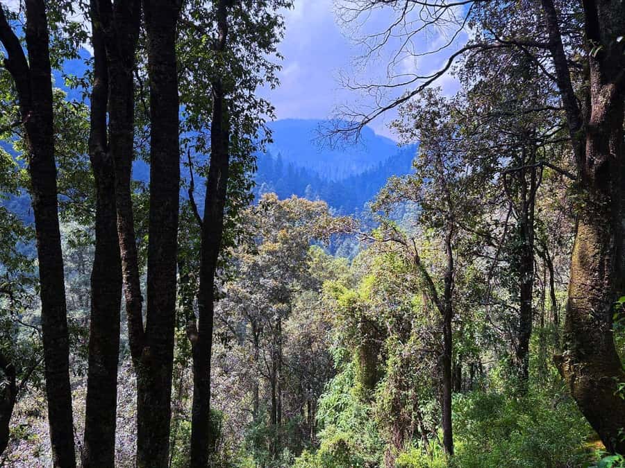 Mexico City: Guided Hike in the Dinamos Forest - A five-hour introduction to hiking