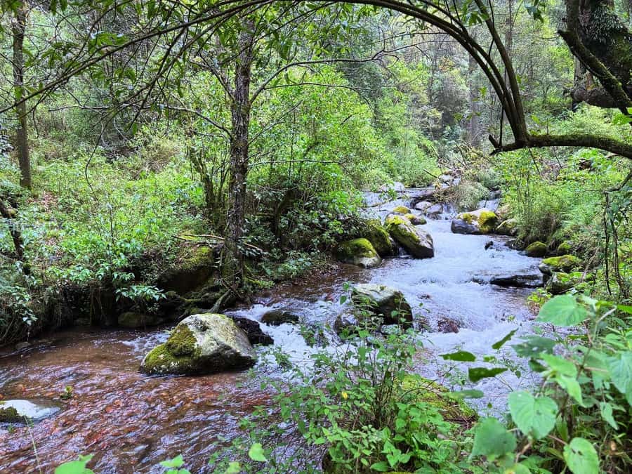 Mexico City: Guided Hike in the Dinamos Forest - Who should book this forest hike?