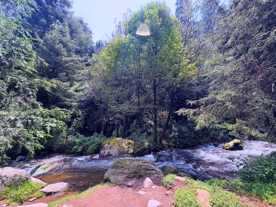 Mexico City: Guided Hike in the Dinamos Forest - Walking beside Mexico City’s last living river