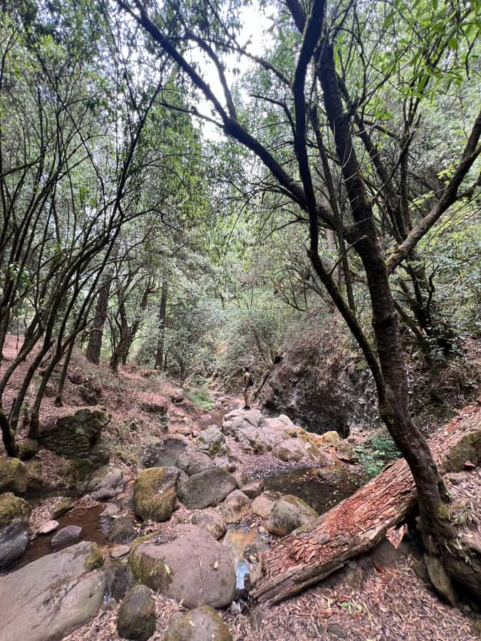 Mexico city: Hiking tour to Desierto de los leones - Regional food and a possible pulque tasting