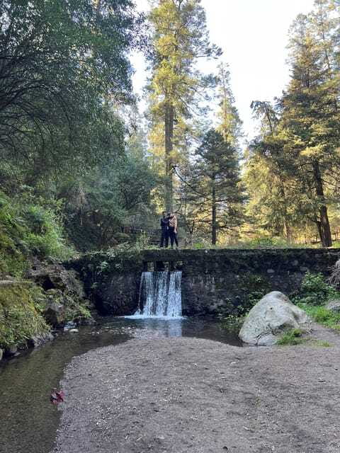 Mexico city: Hiking tour to Desierto de los leones - The second forest walk and the ride home