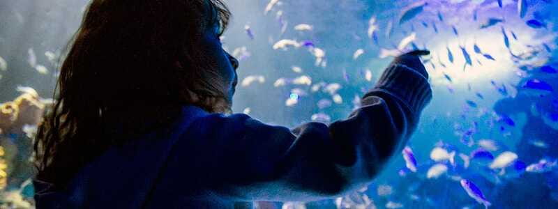 Mexico City: Inbursa Aquarium optional Round trip transfer - Is the $48 price good value?