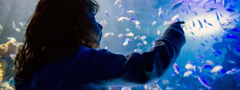 Mexico City: Inbursa Aquarium optional Round trip transfer - From seahorses to sharks: what you will see