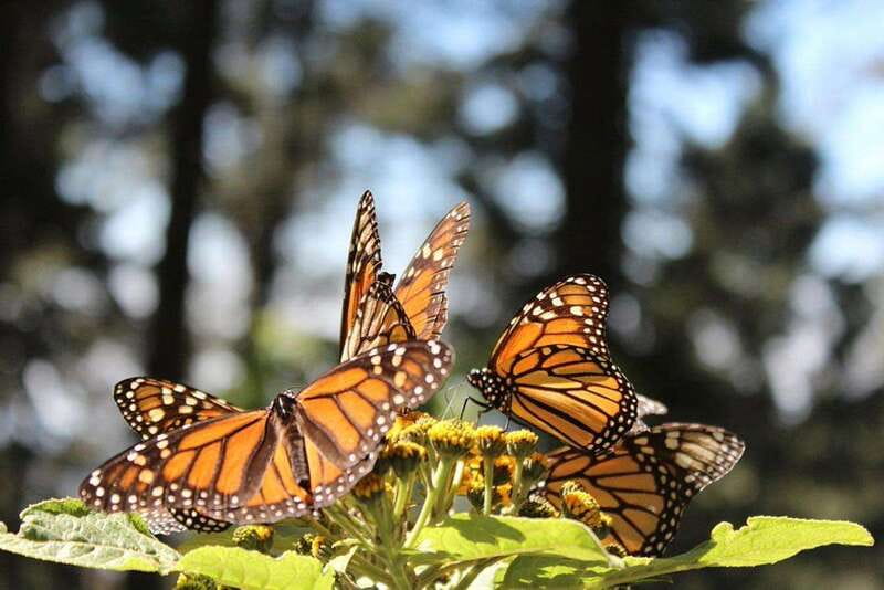 Mexico City: Monarch Butterflies, Sierra Chincua & Angangueo - The long road from Mexico City