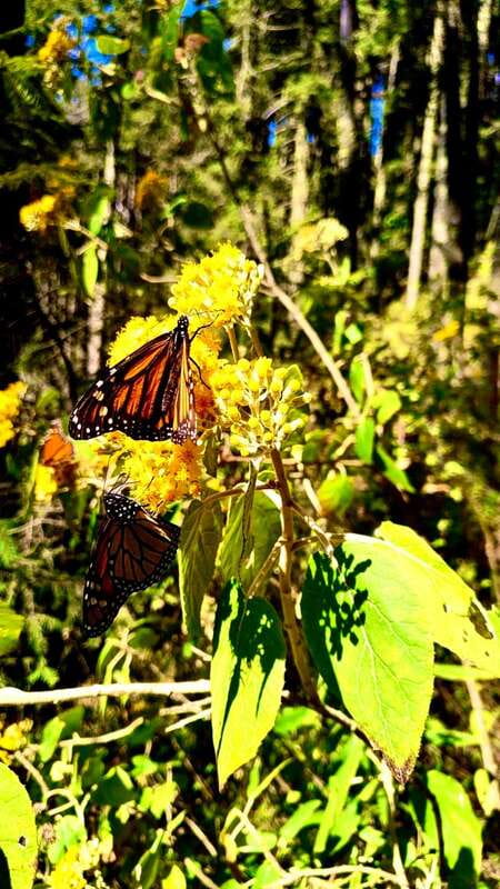 Mexico City: Monarch Butterfly Sanctuary Day Tour - Why the monarch forest matters