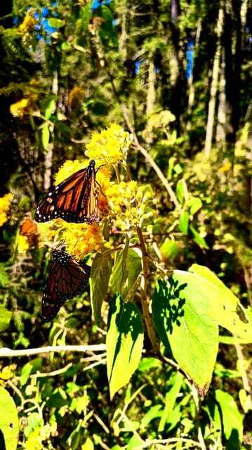 Mexico City: Monarch Butterfly Sanctuary Day Tour - Five hours among the butterflies