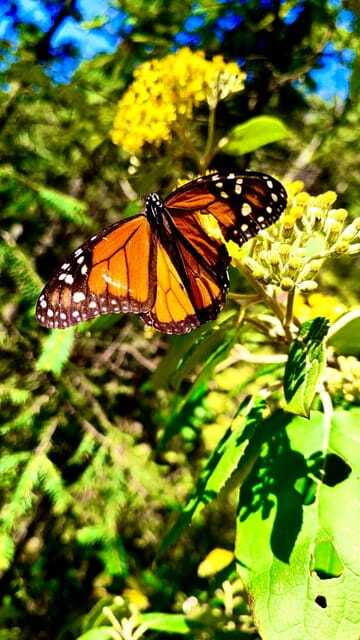 Mexico City: Monarch Butterfly Sanctuary Day Tour - What the guides add