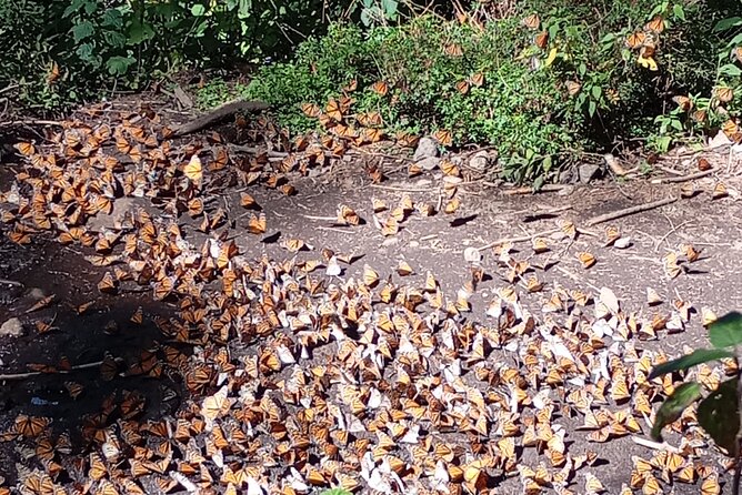 Monarch Butterflies El Rosario Preserve from Mexico City - Key Points To Know Before You Book